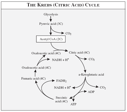 Krebs_Cycle.tif